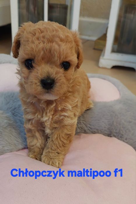 Maltipoo chłopczyk xxs Leo