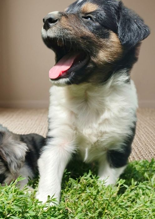 Piesek border collie