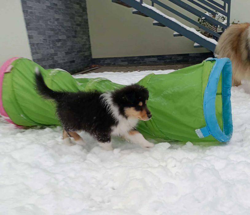 Owczarek szkocki długowłosy FCI sunia tricolor