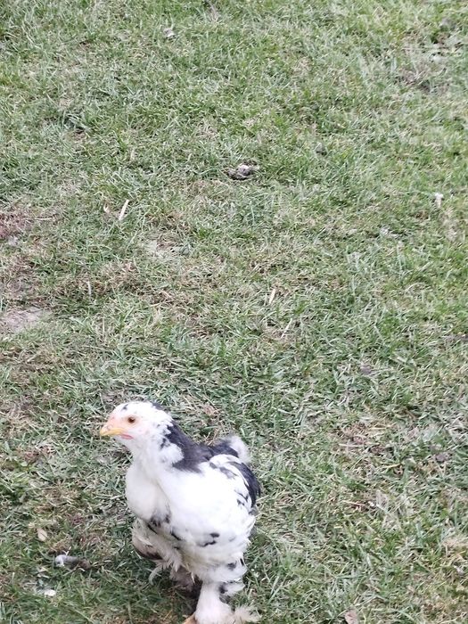 Do sprzedania młode kurczęta