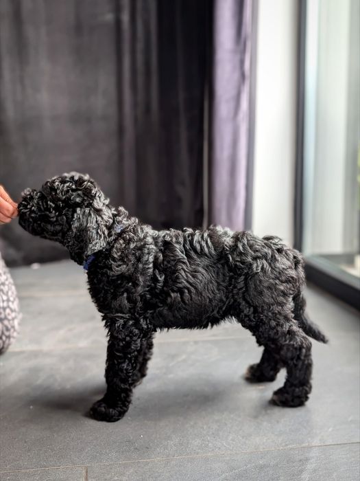 Suczka Barbet, francuski pies dowodny, nie doodle