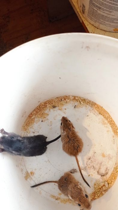 Піщані мишки,гризуни