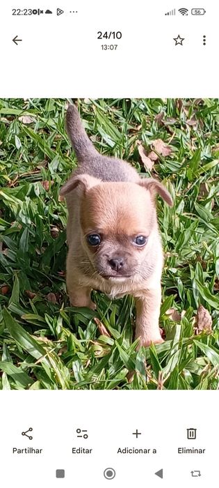 Macho chihuahua mini disponível