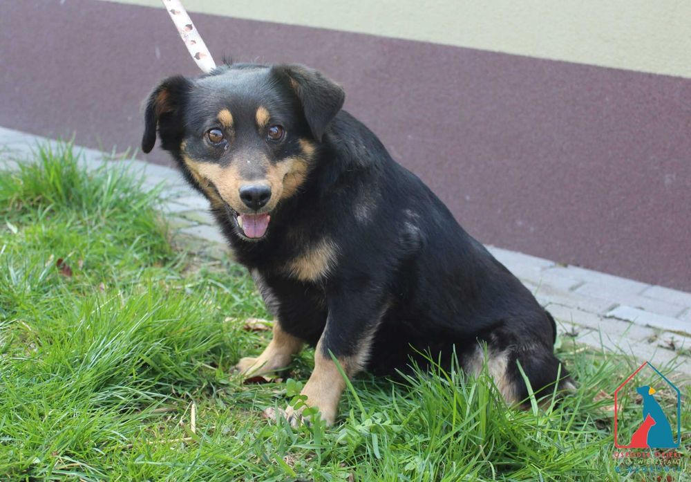 Mała, młoda, przeurocza - do adopcji