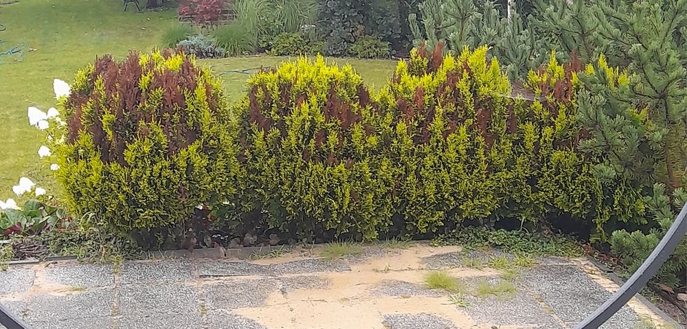 Tuje Aurea nana 8 szt