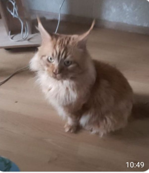 Мейн-кун котята для вас