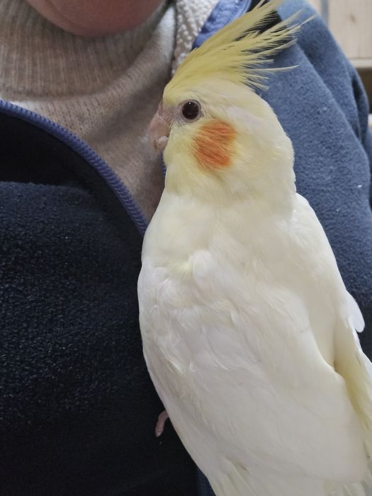 Caturras Criadas à Mão