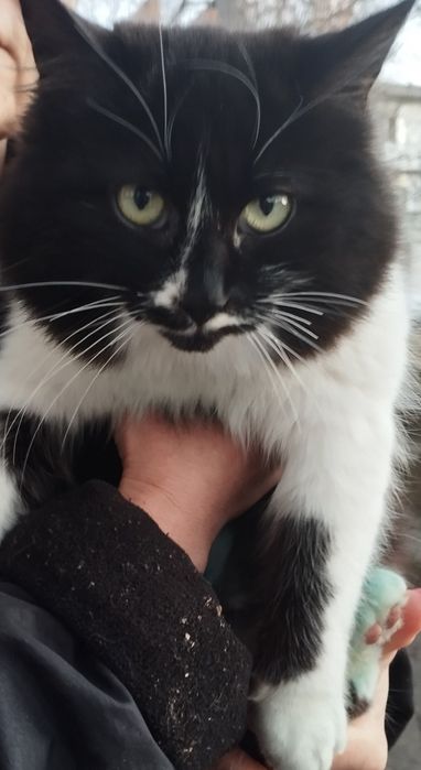 Шукаємо відповідальних господарів для киці