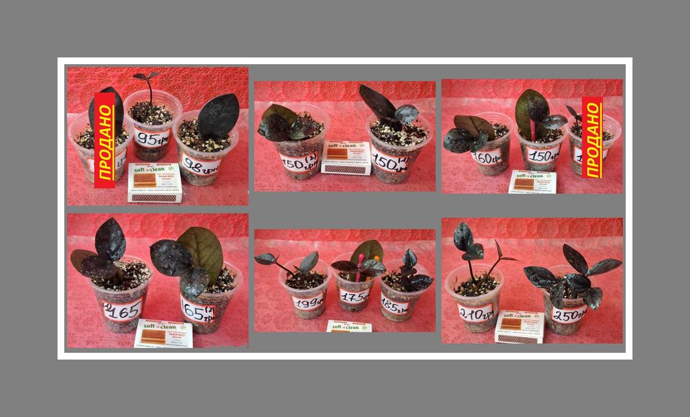 ‼️ Заміокулькас Равен (Zamioculcas Raven)‼️ Чорний: вибір від 95 грн