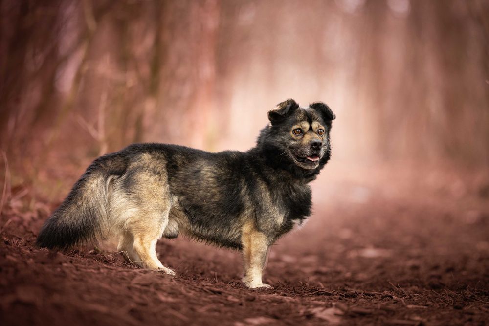 KIMON - mały puchaty słodziak