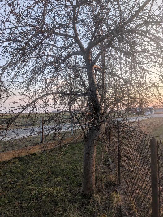 Drewno owocowe do wędzenia