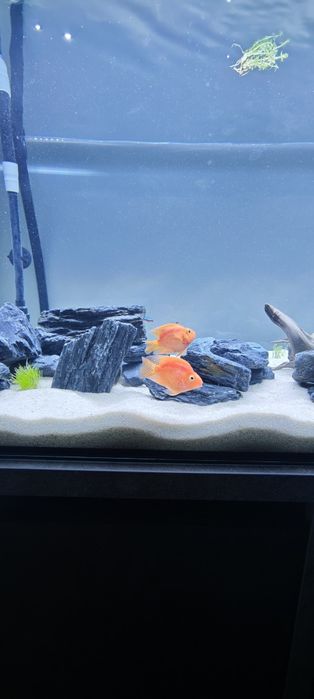 Sprzedam lub zamienię