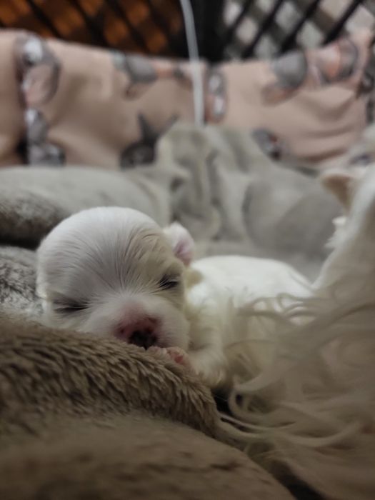 Відкрита бронь на мальтійських болонок