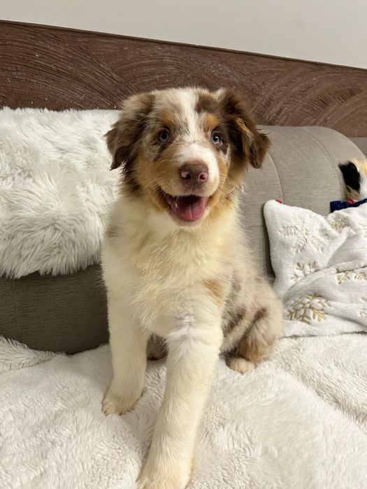 Owczarek Australijski typ amerykański piesek