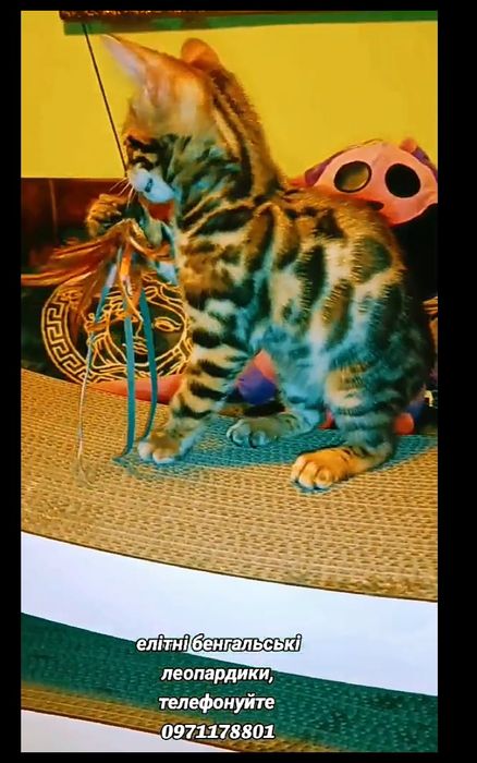 родовід WCF, бенгали, хлопчики, та дівчинка