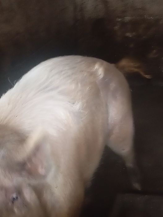 Porco  com 1 ano  caseiro