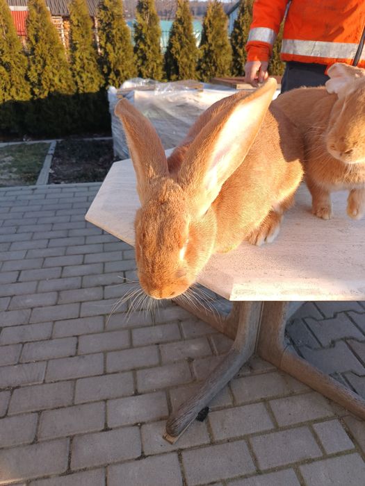 Sprzedam króliki olbrzyma belgijskiego