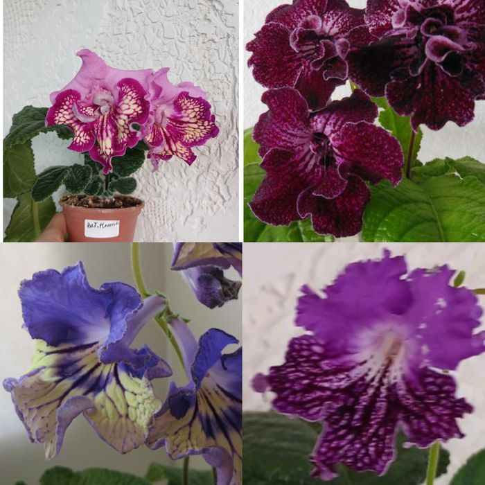 Стрептокарпуси стартери