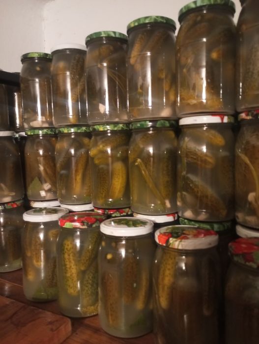 Kiszone Ogórki, sezon 2025