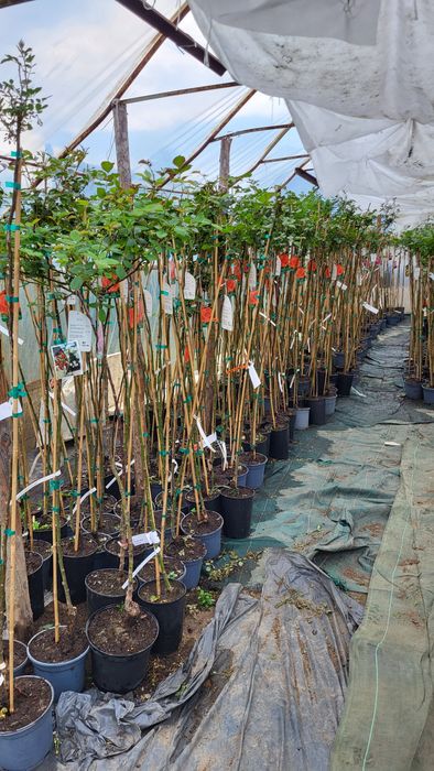 Róże sztamowe, róże pienne, róże na pniu w doniczkach