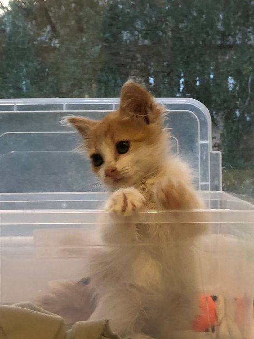 Віддам в добрі руки кошеня