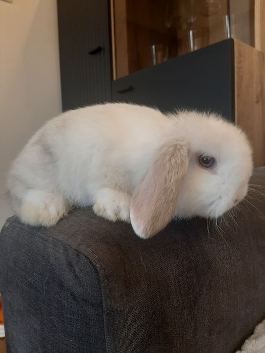 Króliki baranek karzełek miniaturka mini lop