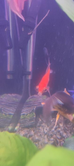 Продам рыбок комет