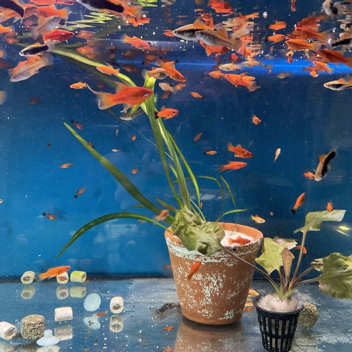 Rybki akwariowe mieczyki mieczyk