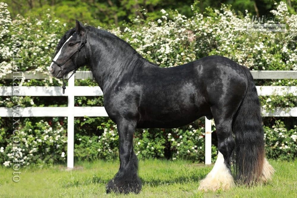 Ogier Tinker irish cob gypsy cob