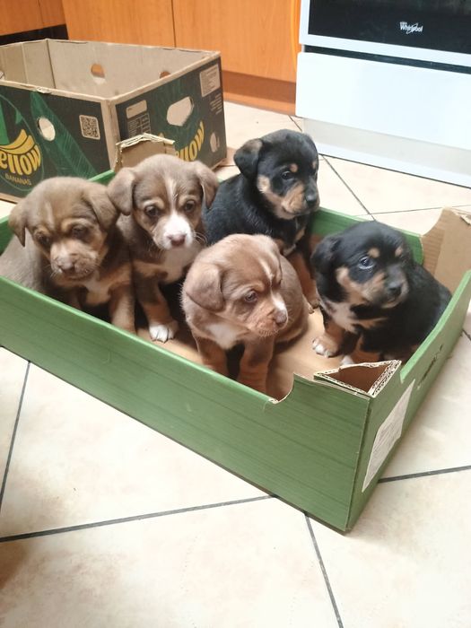 Oddam szczeniaki za darmo okolice Tarnowa