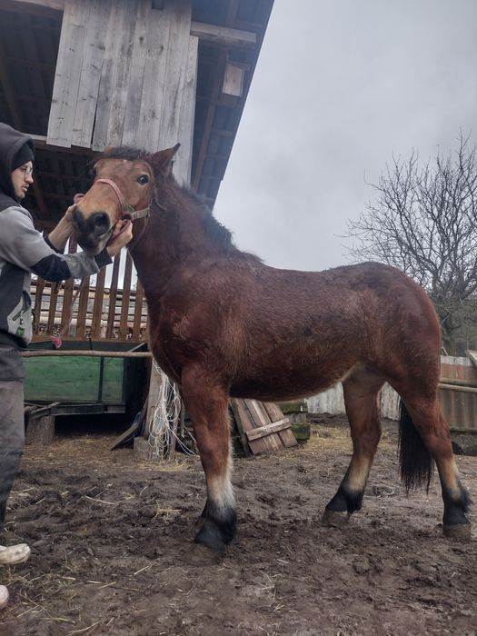 Sprzedam klacz zimnokrwistą