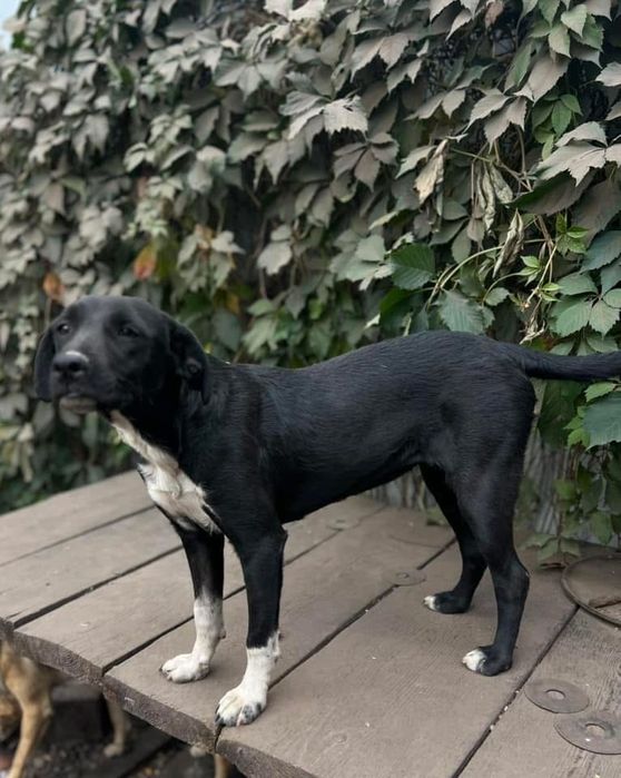 Стефа , добрая девочка , стерилизована