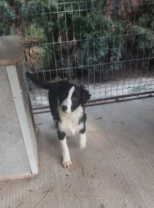 Border collie szczeniak piesek!