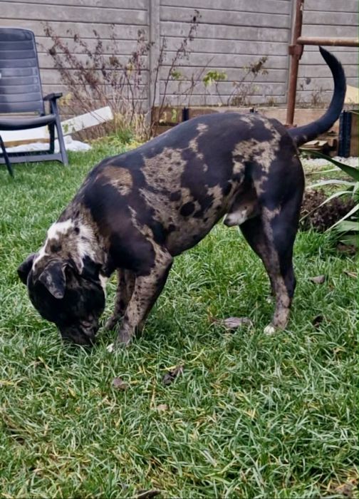 Merle American Staffordshire Terrier