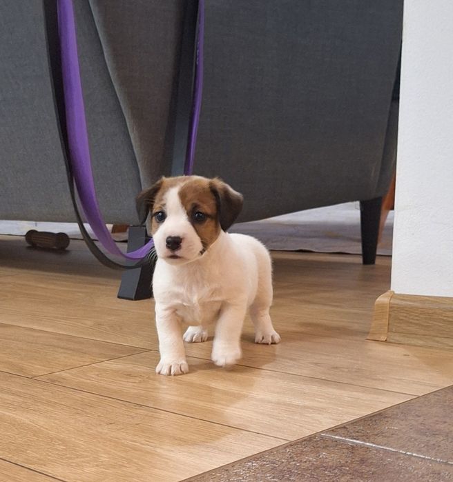 Piesek Jack Russell Terrier