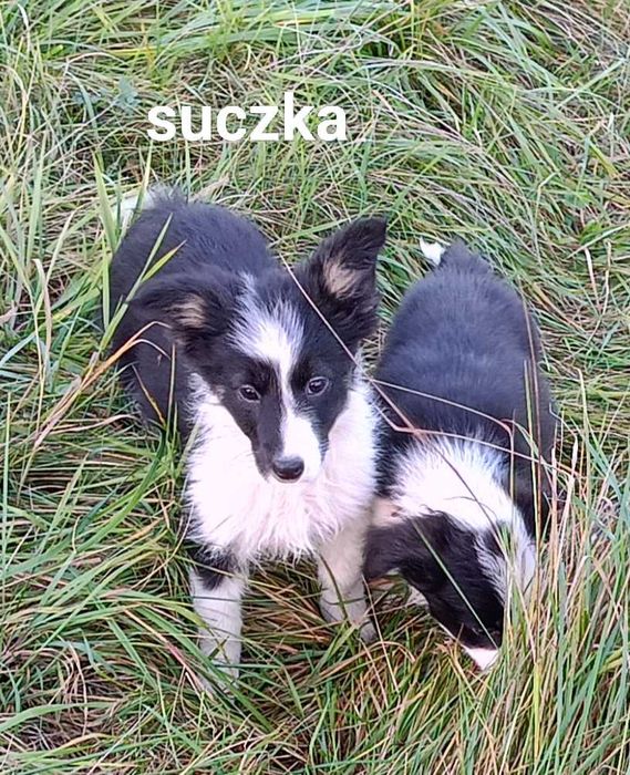 Border collie suczka