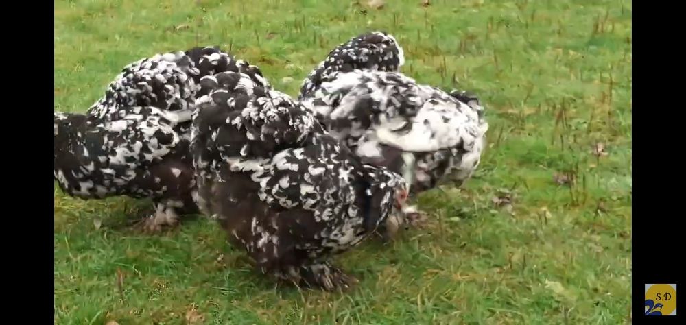 Інкубаційні яйця кури Кохінхін мраморний