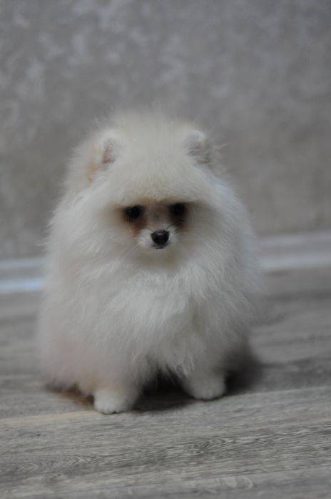 Шикарные VIP медвежата