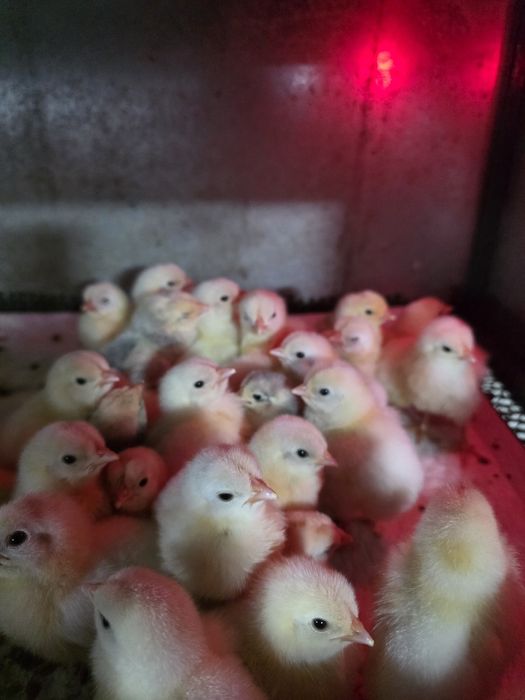 Курчата Легорн.    .