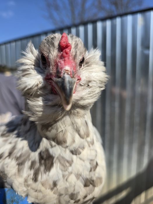 Araucana bezogoniasta jajka jaja lęgowe