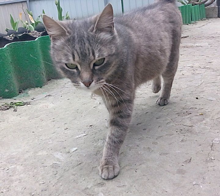 Віддам кішку безкоштовно