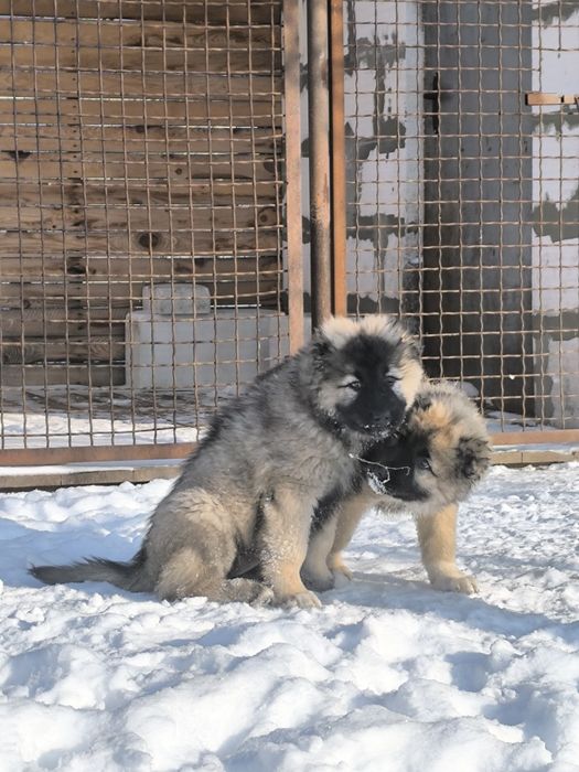 Кавказская овчарка