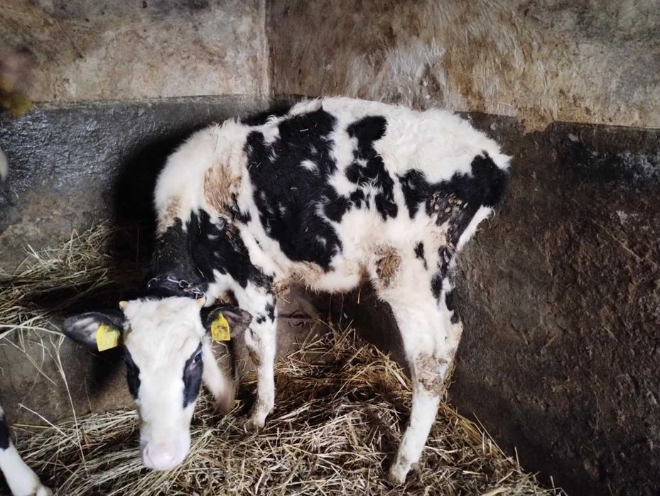 Jałówka pół roku