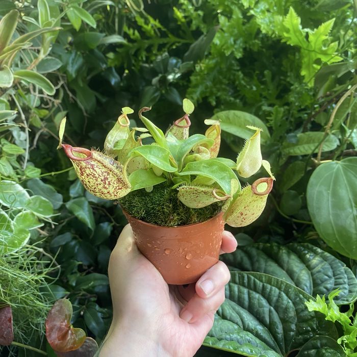Непентес Nepenthes hookeriana