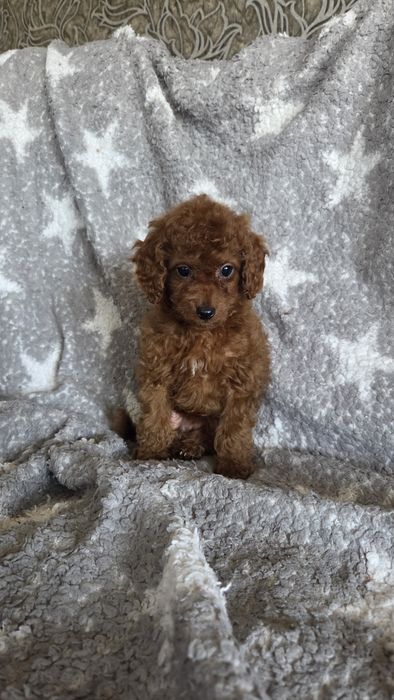 Той пудель девочка