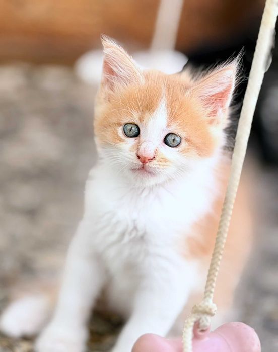 Gatinho Maine Coon bebé