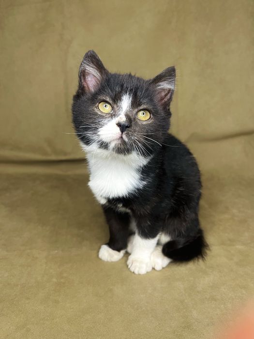 безкоштовно кошенята,котята,котики