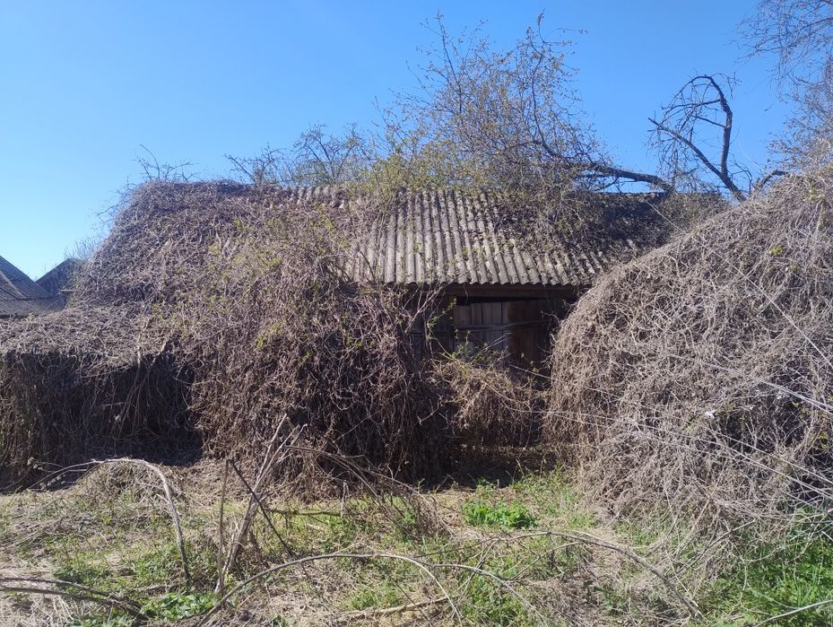 Продам будинок  в селі Чапліївка
