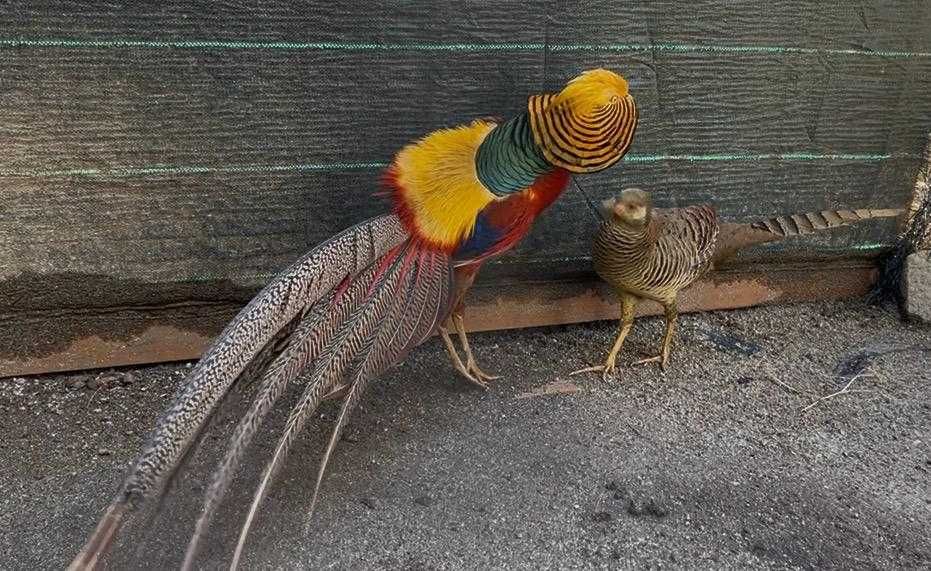Faisão Dourado F 5000. Apenas fêmeas