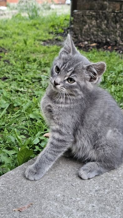 Кошеня Безкоштовно Боярка, Вишневе, Крюківщина